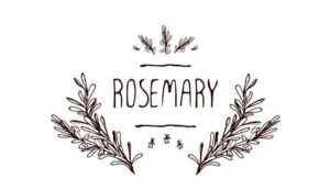 rosemary herb collection botanical vignette vector image on vectorstock